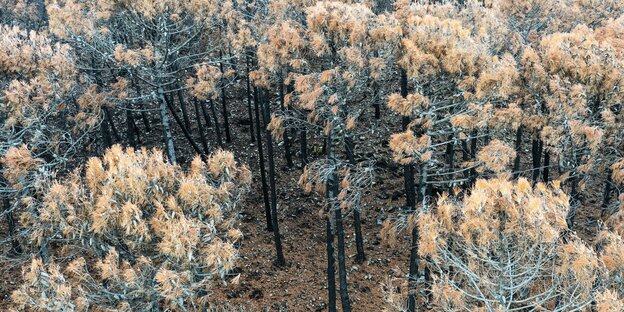 Verbrannte Zirbelkiefern in Andalusien nach einem Waldbrand